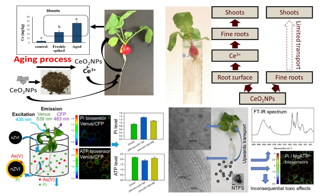 Plants shown with roots exposed to demonstrate how nanomaterials can be absorbed up into the roots and into various parts of plants.