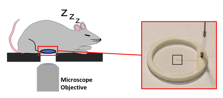 This image shows a cartoon of a mouse with an implanted intra-vital imaging window that is above a microscope objective lens. There is an inset showing a close-up image of the intravital imaging window with a microfluidic channel. 