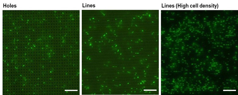 This is 3 panel image showing three different types of micrometer-scale topographic patterns on a polymer surface with bacterial cells attached to the surface. The bacterial cells are stained with a fluorescent green dye and are observed to attach to the surface in alignment with the topographic features. 