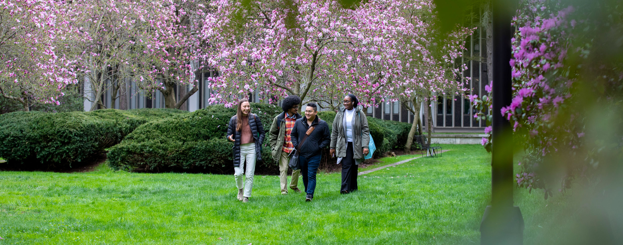 Four students walk through a green patch of grass between gardens of flowering trees and shrubs.