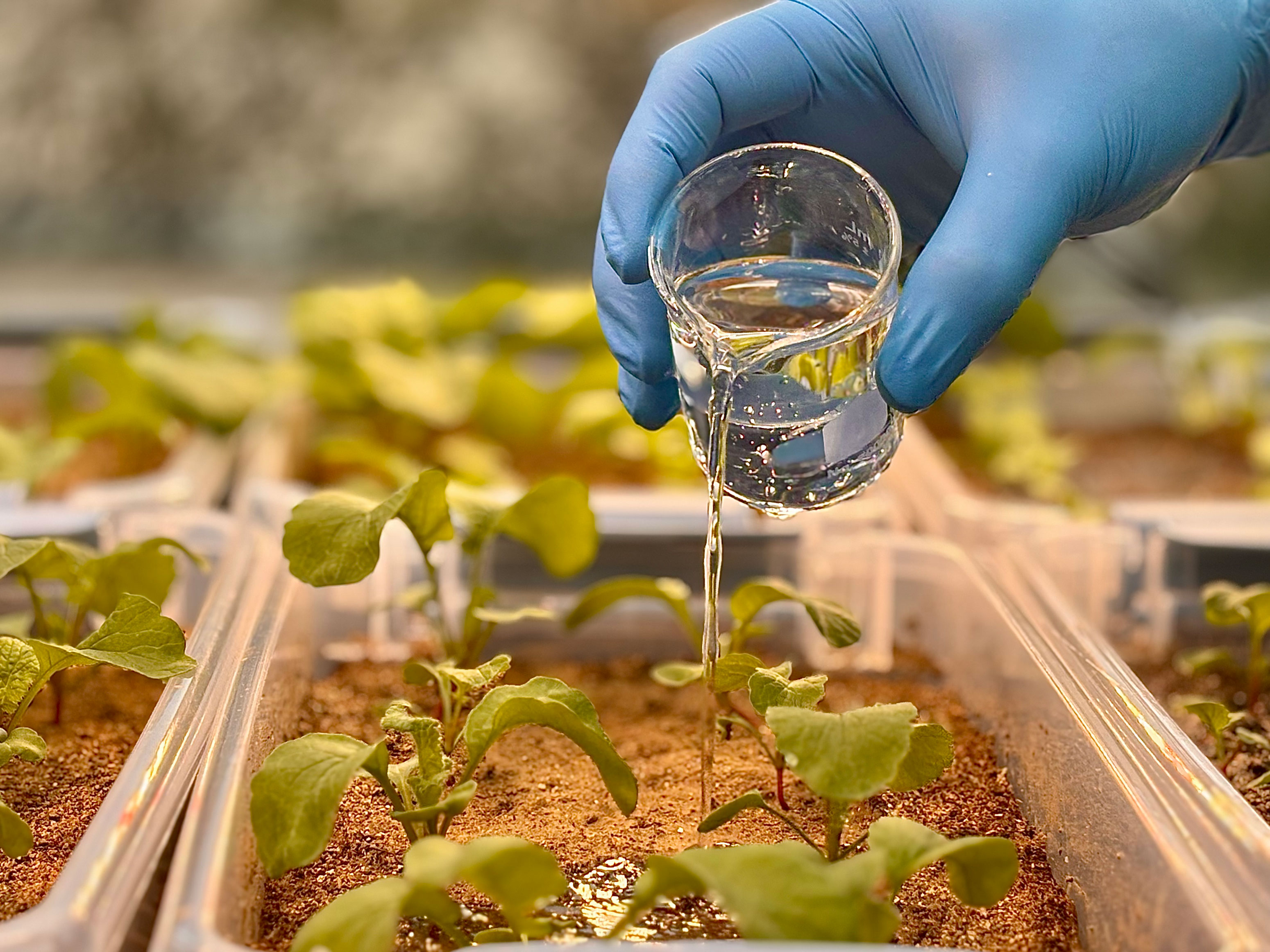 A gloved hand pouring a liquid into a box with green plants.