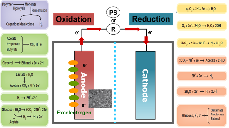 Figure 1. Possible oxidation and reduction reactions in Microbial Electrochemical Technologies (METs). Modified from Logan & Rabaey, 2012, [2])