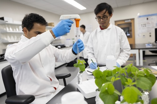 Two men in white lab coats and blue gloves use a pipette on a vial containing a plant