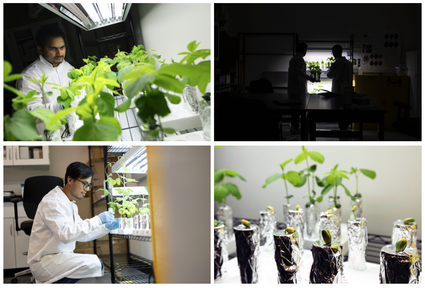 Collage of four photos depicting plants under lights in a dark laboratory being inspected by graduate students