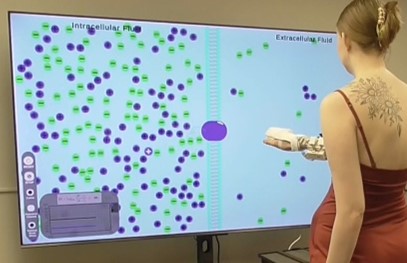 A female student is interacting with a large screen displaying how cell walls interact between intracellular and extracellular fluid.