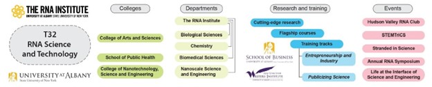 An infographic explaining the department structure for the RNA Doctoral Program. Detailed alternative text is available in the accordion directly underneath this photo.