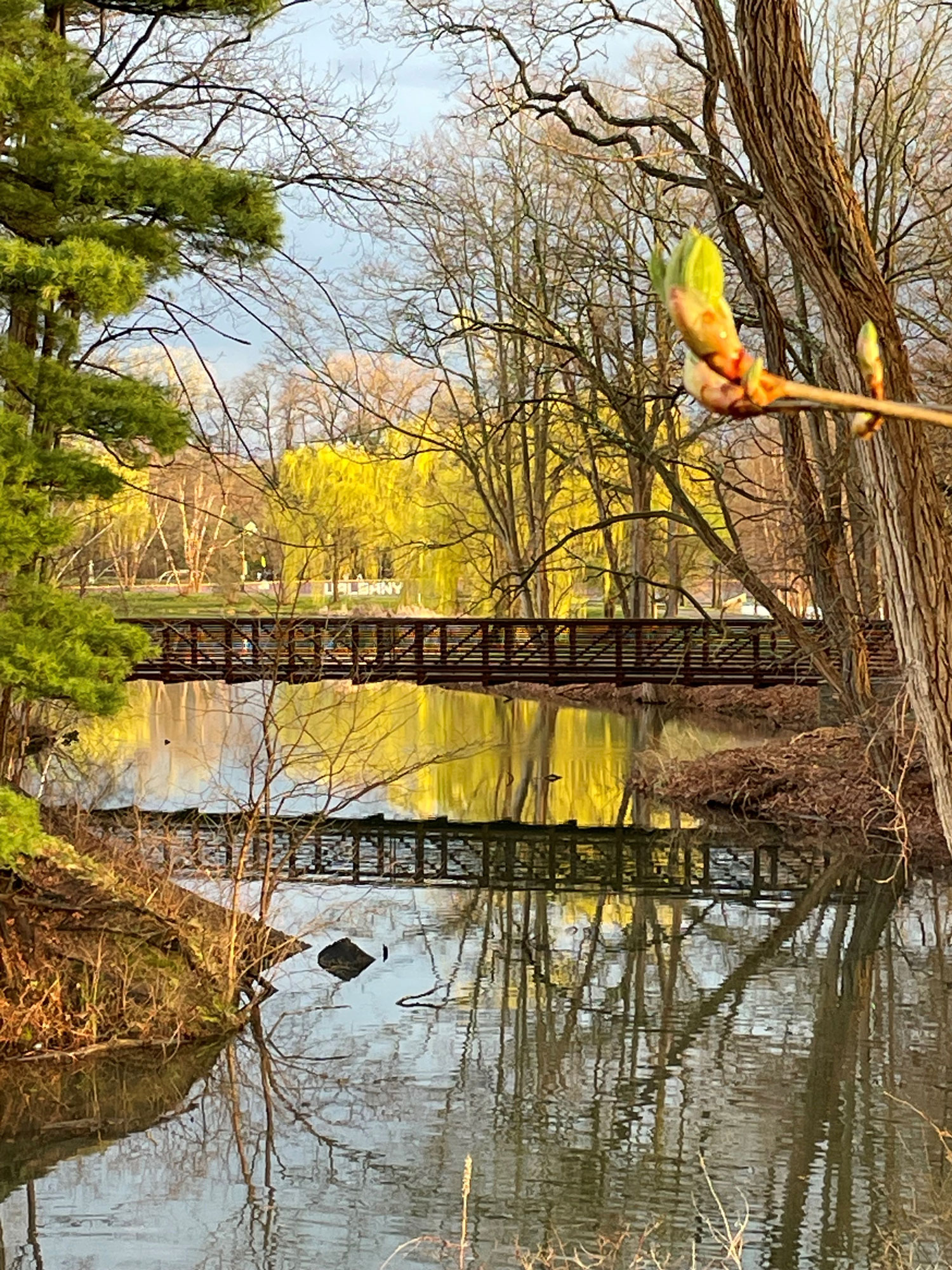 An image of a pond with a bridge surrounded by trees and green foliage on UAlbany's campus.