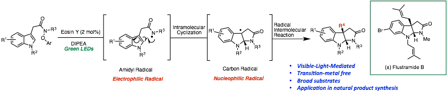 A depiction of visible-light-mediated construction of pyrroloindolines via an amidyl radical cyclization/carbon radical addition cascade for the rapid synthesis of (±) Flustramide B.