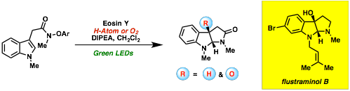 A depiction of the synthesis of functionalized pyrroloindolines via a visible-light-induced radical cascade reaction resulting in rapid synthesis of (±) Flustraminol B.