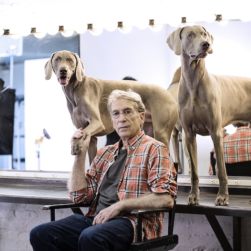 A man wearing glasses and a flannel shirt sits in a chair as two Weimaraner dogs pose on a table behind him.
