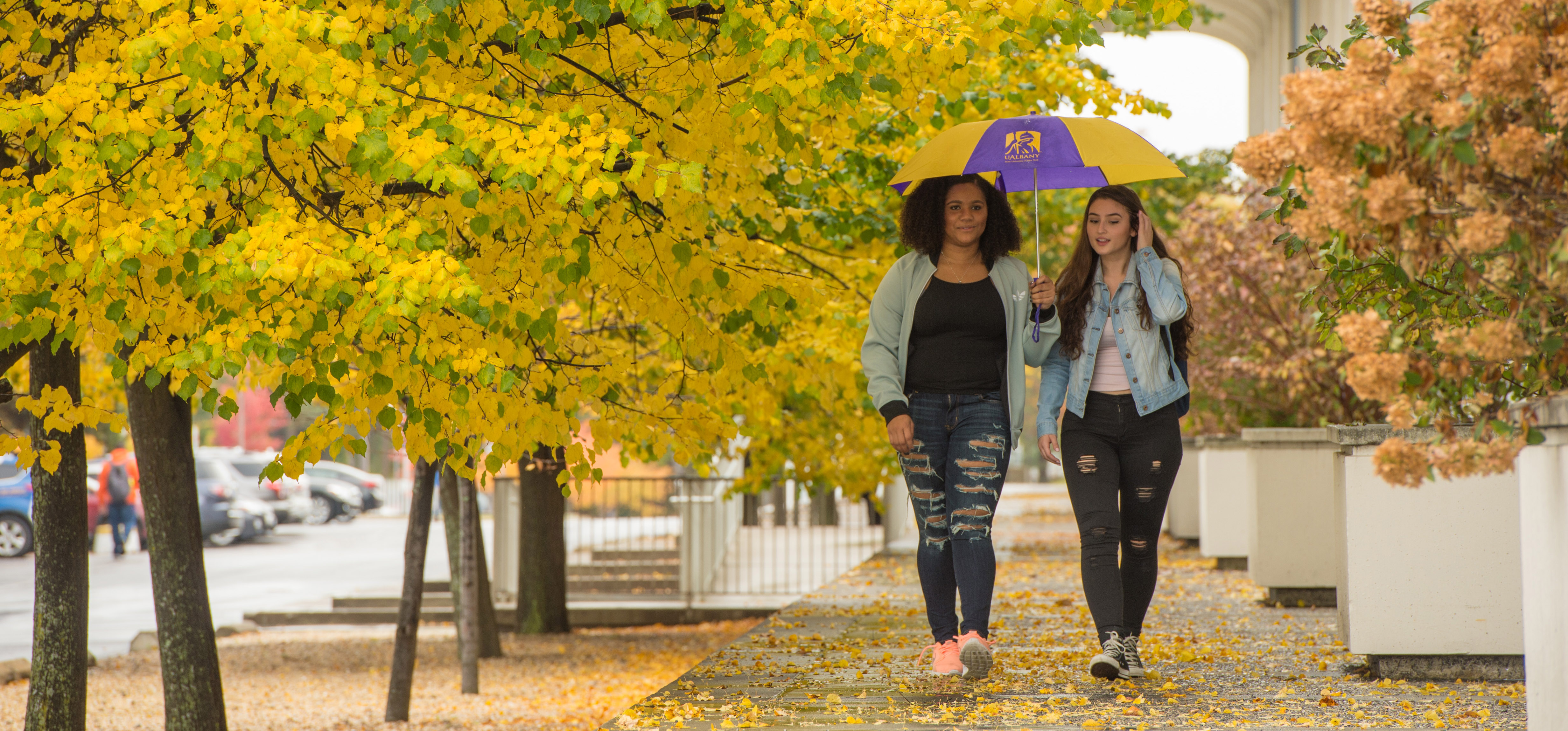 Two students walk across campus under a UAlbany umbrella and falling yellow leaves