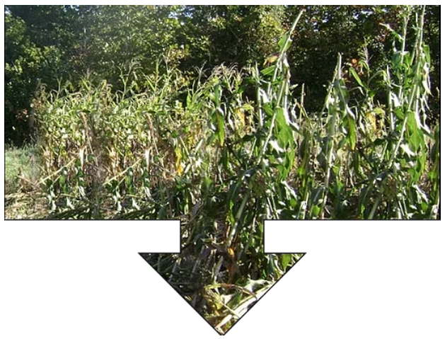 Arrow 1 - Fig. 2: Yield of biocrude from pretreated bagasse under different conditions​