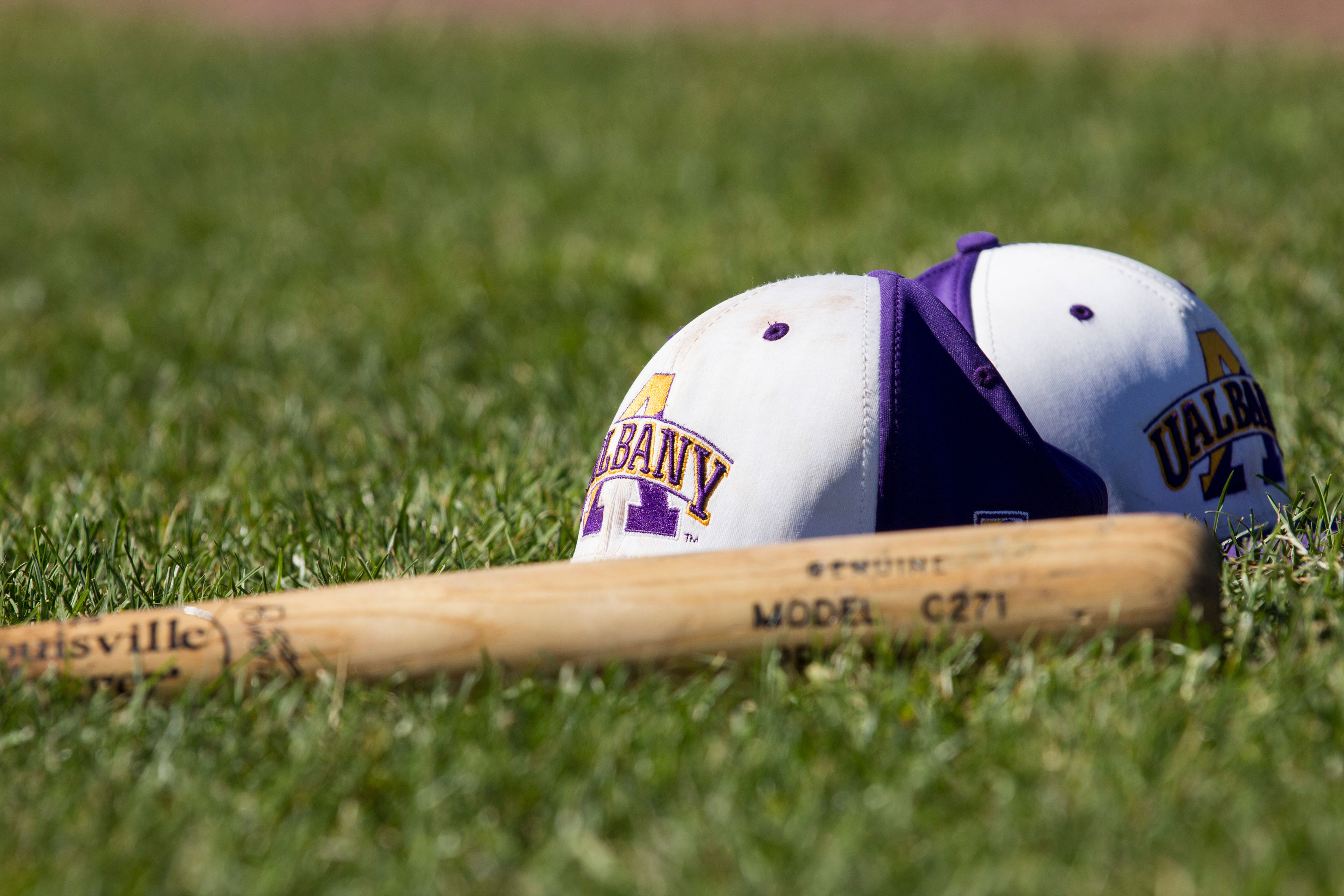 Two UAlbany baseball hats and a wooden baseball bat sitting on the grass of a baseball field.