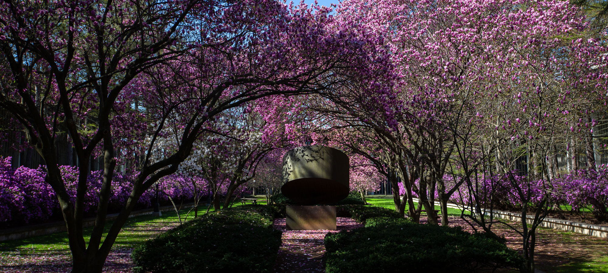 Azaleas bloom in an Uptown Campus sculpture garden.