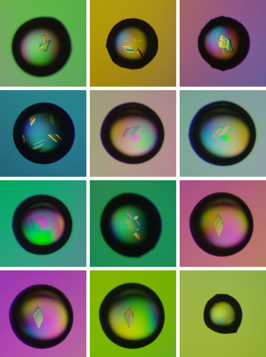 Colorful grid containing 12 square images, each featuring a black ring with colorful geometric shapes inside.