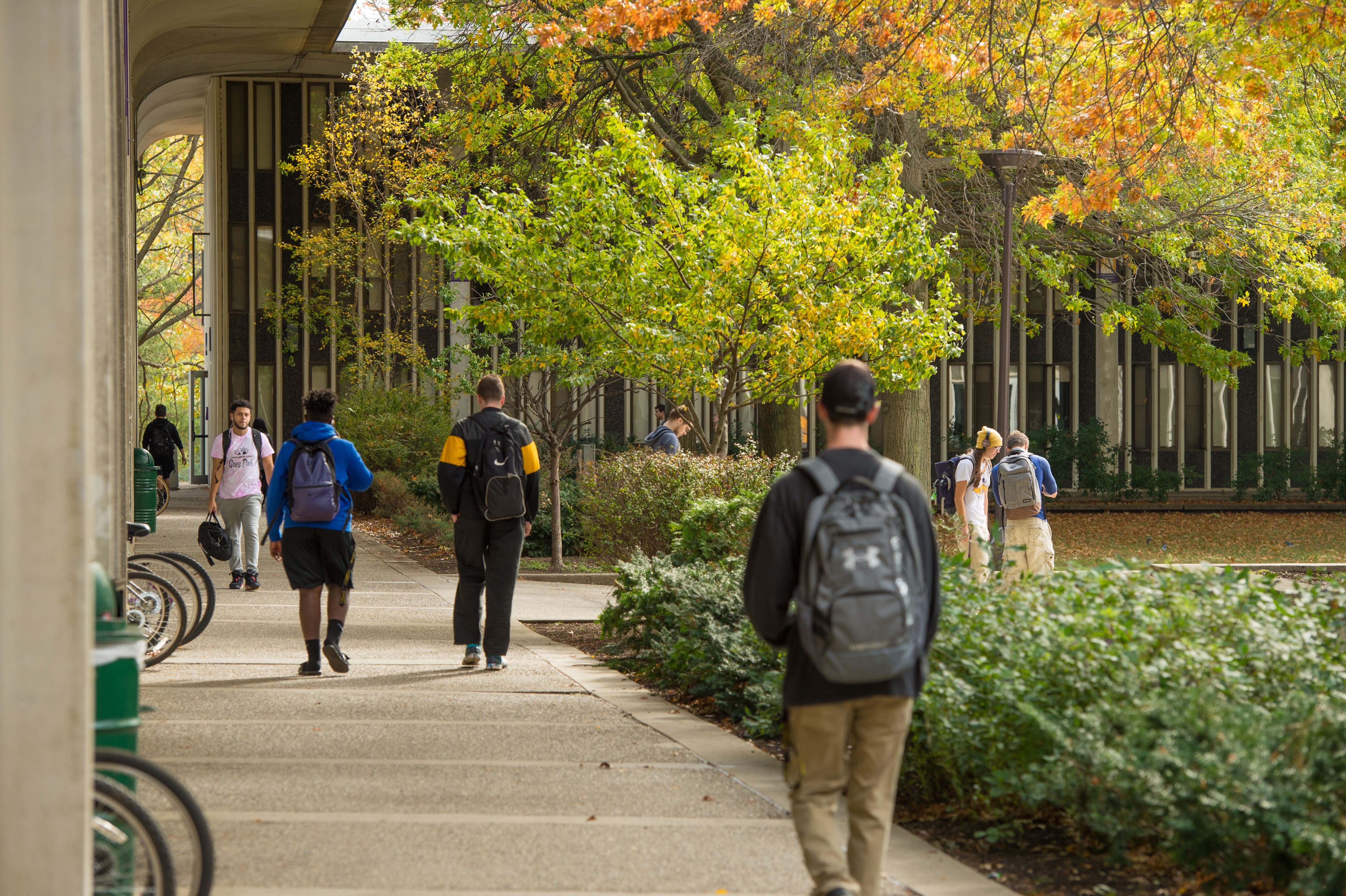 Students walk down pathways outside Indigenous Quad amid fall foliage