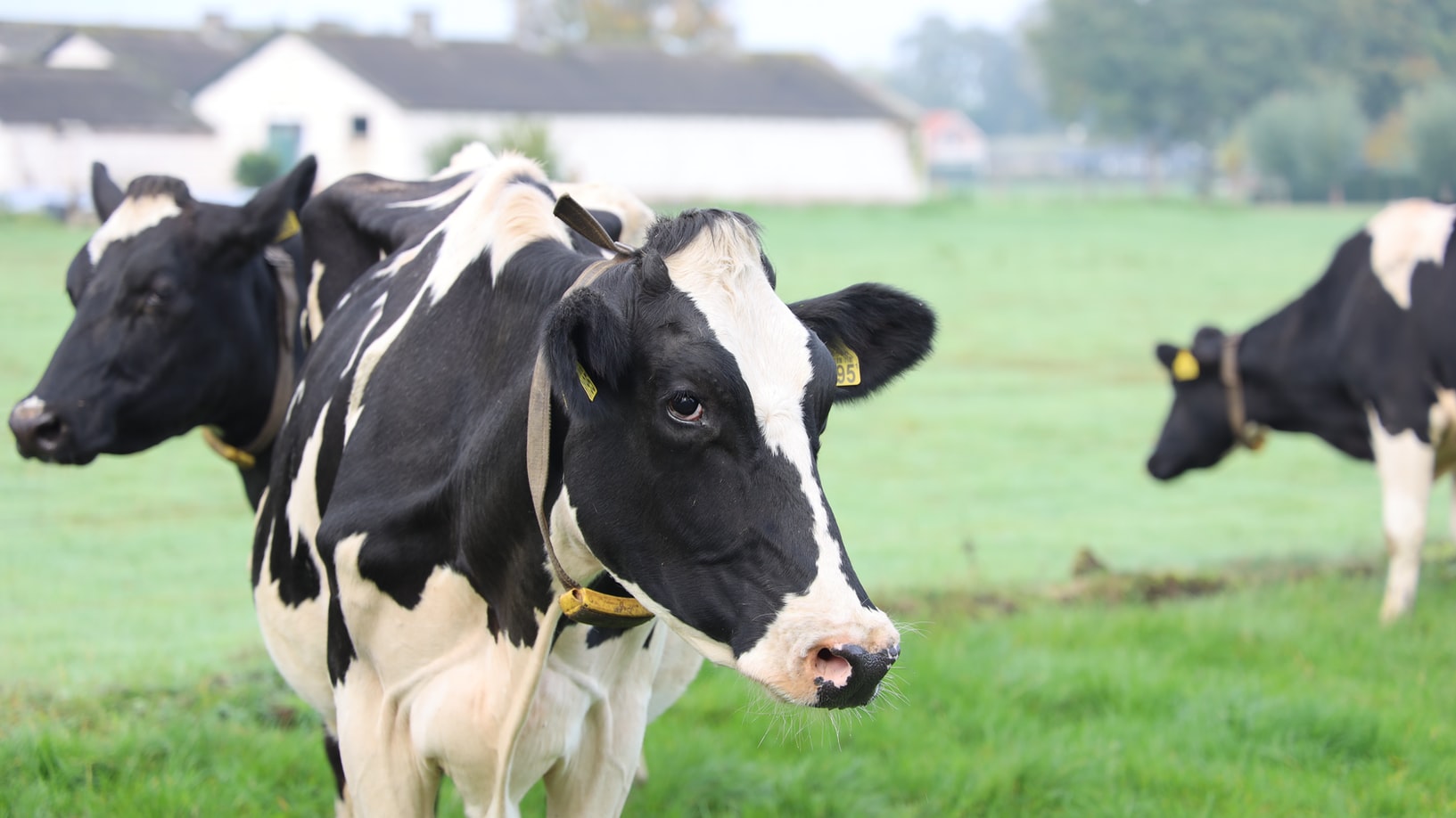 A cow stands outside a dairy farm.