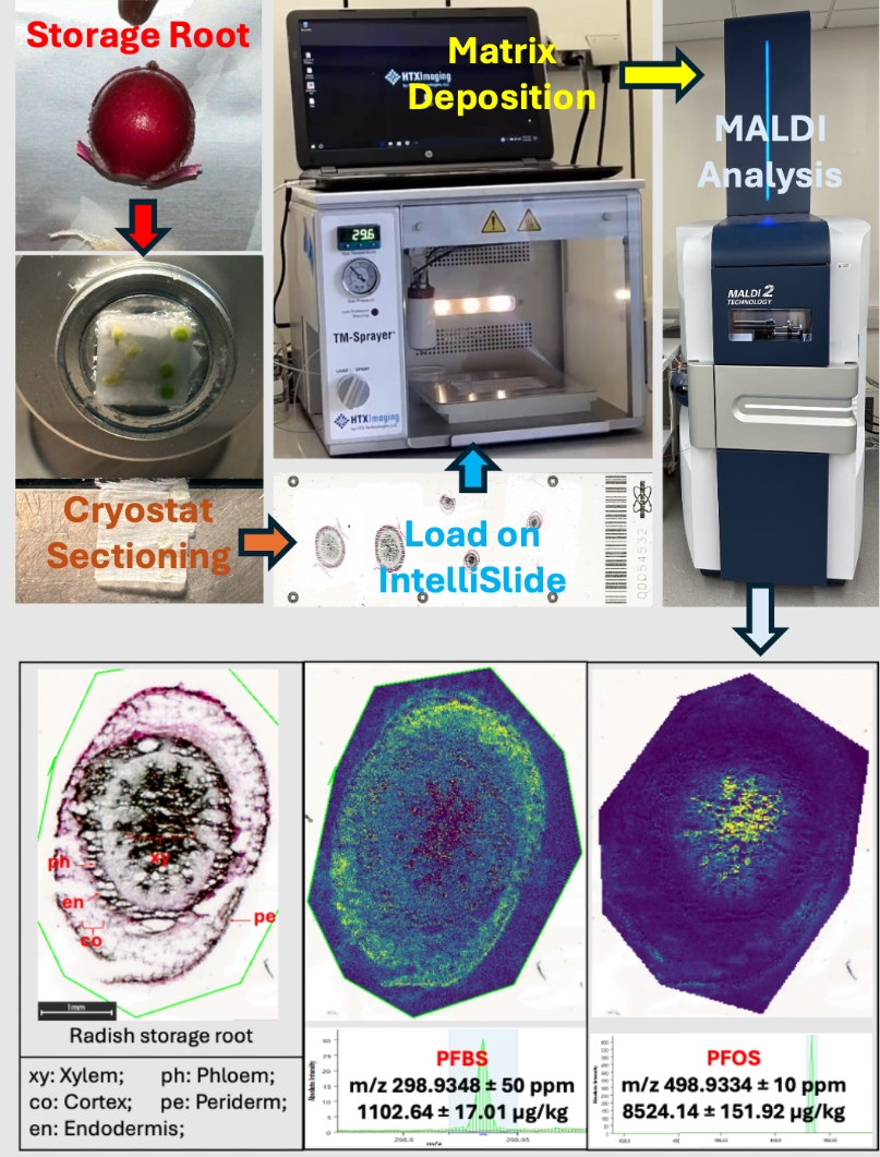 Equipment and processes involved in the visualization and spatial mapping of PFAS including matrix deposition, MALDI Analysis and cryostat sectioning. Three PFAS microsections are displayed.