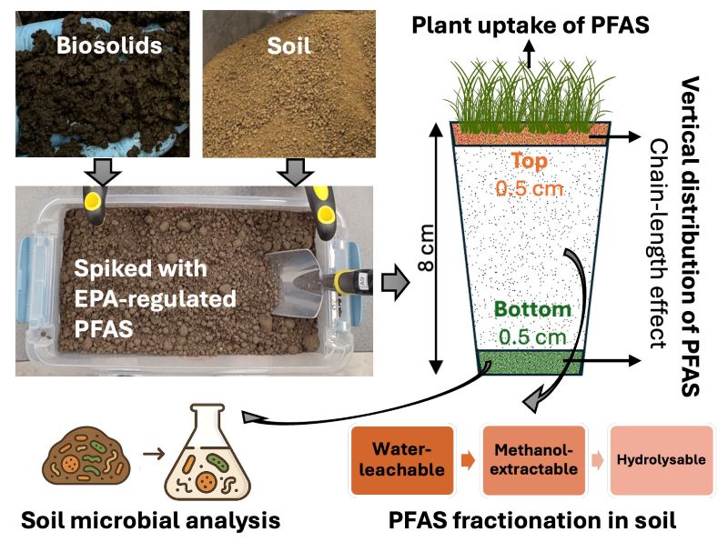 Soils are displayed with plants. PFAS interaction with soils and plant intake.