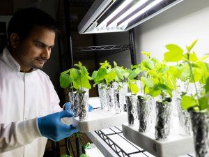 A student in a white lab coat holding a tray of green plants is placing them under an overhead lamp. 