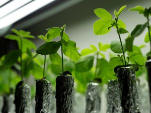 Green plants placed underneath overhead lights.