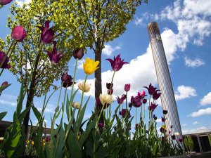 Purple and yellow tulips and the Carillon.