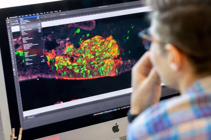 A researcher sits at a desk and reviews confocal images of mutant mice with abnormal olfactory systems on a computer screen.
