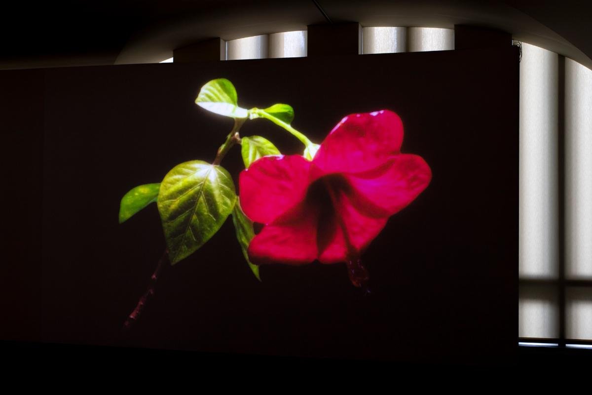 A red flower in bloom projected onto a wall in front of arched windows