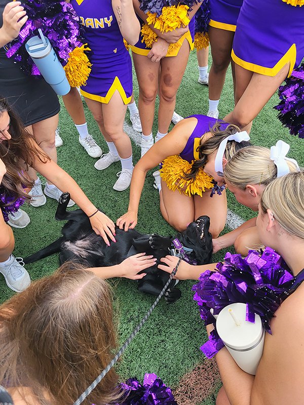 UAlbany's cheerleading squad surrounds Roxy, the newest UPD member and a Labradore Retriever as she gets her belly scratched on the football field.