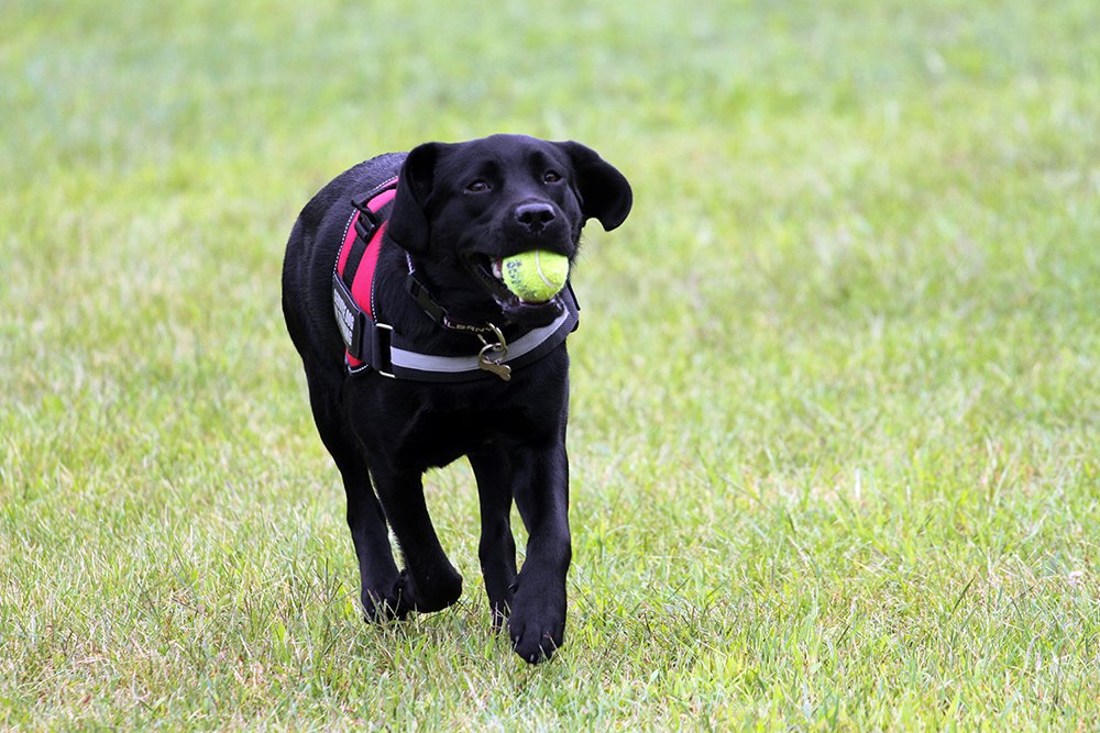 Roxy returns with a ball in her mouth while playing with Officer Faath.