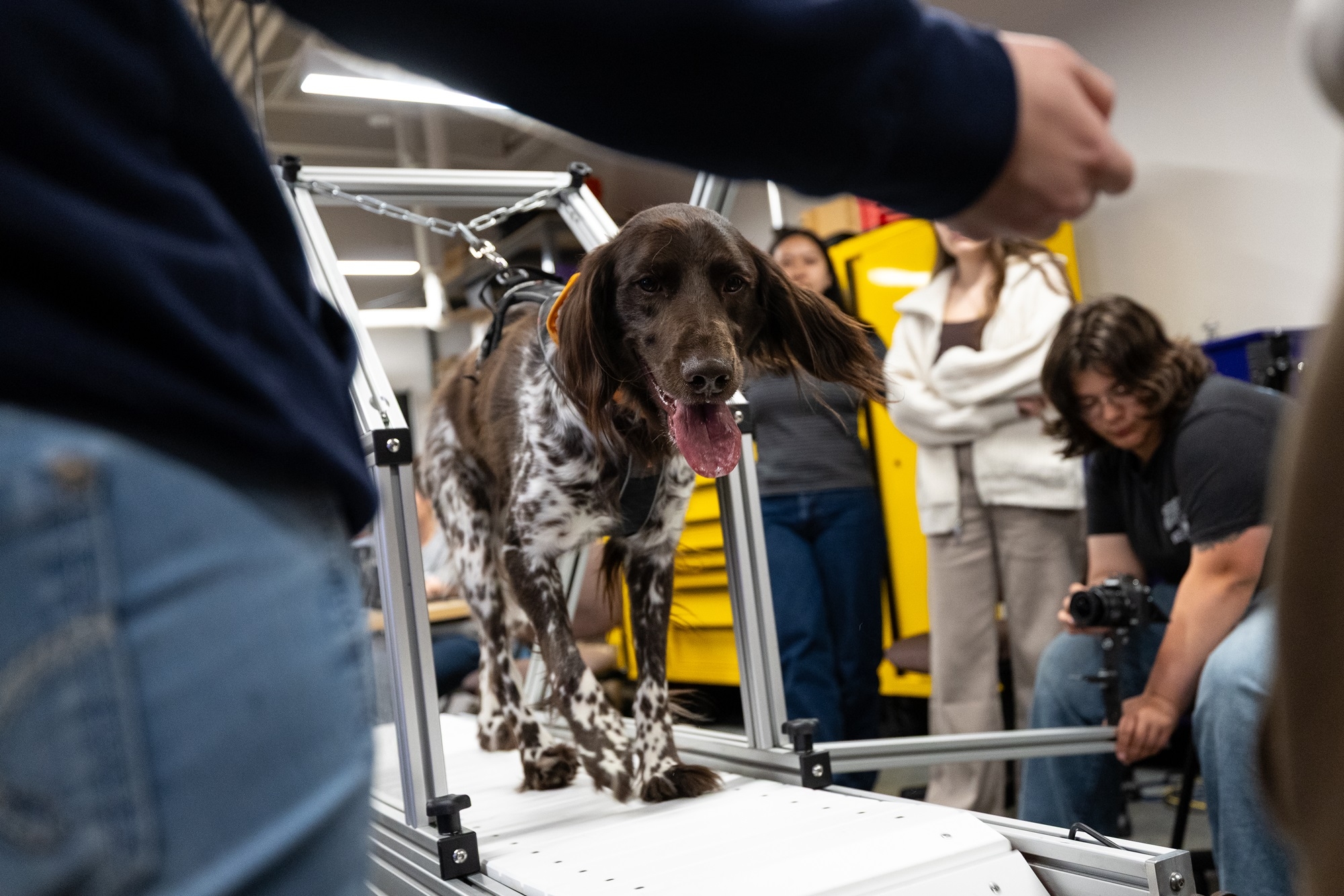 A student team uses computer vision technology to identify and track canine movements on a treadmill.