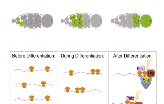 Ragan Lab RNA degradation