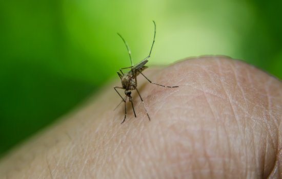 Image of a mosquito on a human hand.