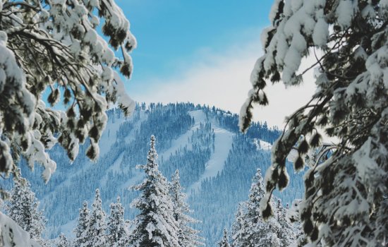 Through snow encrusted pine branches a mountain with snow trails looms in the distance
