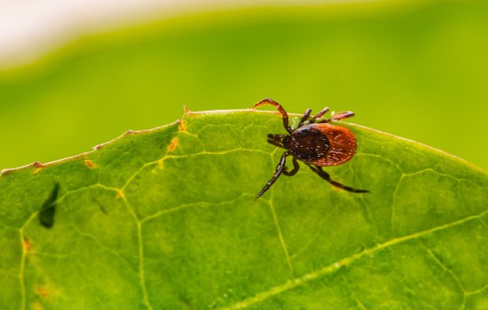 A deer tick crawls on a green leaf.