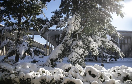 Pine trees, laden with snow, in front of an academic building on the UAlbany campus
