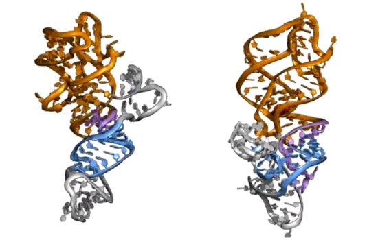 Curling blue and brown strands of genetic riboswitches.