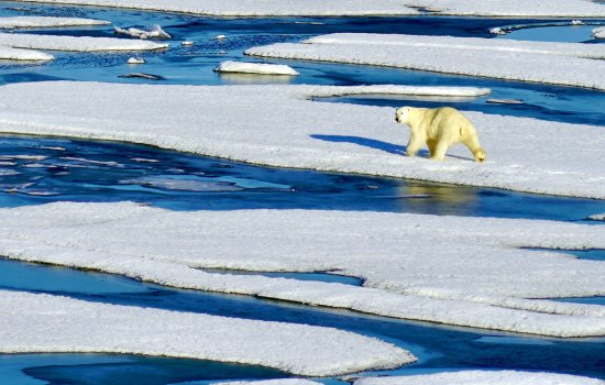 A polar bair walks on sea ice in the Chuckchi Sea in the Arctic.