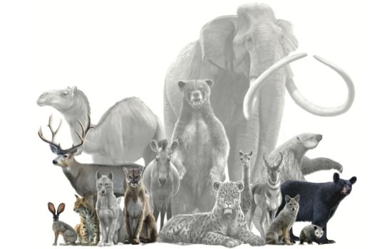 Illustration depicts mammals that have roamed Southern California both past and present. Animals that appear in color are alive today. Animals that appear in black and white have gone extinct.