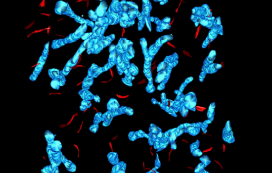 Annalisa Scimemi studies electrical activity of the brain. This image is from that work, and shows two cellular structures in the brain that this new research will focus on. The featured structures are astrocytes, which, in the image, look like amorphous blue blobs, and synapses, which are smaller than the astrocytes and look like red flecks. The shapes are scattered together across a black background, like cellular confetti.
