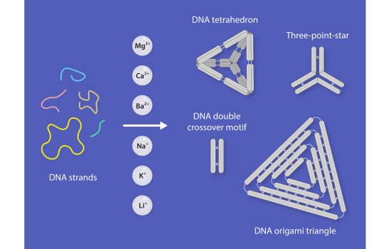 Figure displaying graphical representation of four DNA nanostructures. From left to right, the figure shows DNA strands, then six gray circles labeled with six chemical elements (Mg2+, Ca2-, Ba2+, Na+, K-, Li+) and an arrow pointing to the right, where there are four DNA nanostructure shapes including DNA tetrahedron, three-point star, DNA double crossover motif, and DNA origami triangle. All graphical elements are set against a blue background. 