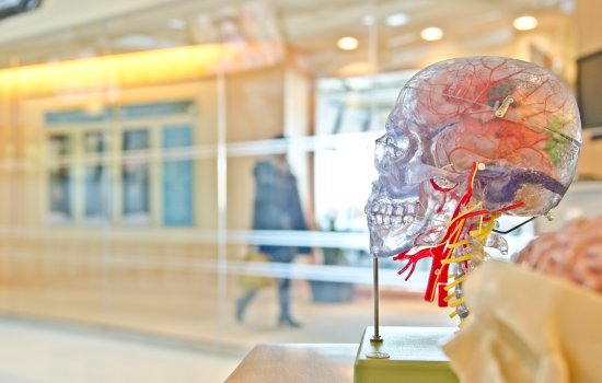 A colorful plastic anatomical model of a human skull rests on a table; the background is a glass wall with a hallway and person walking behind the glass. 