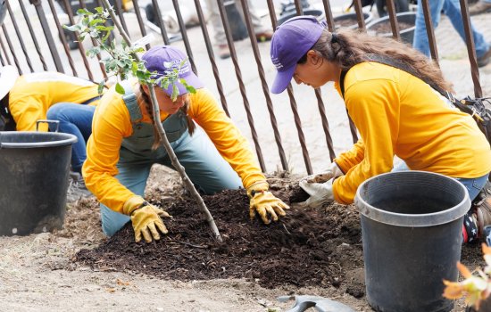 Students in purple hats and yellow shirts plant a tree on South Pearl Street.