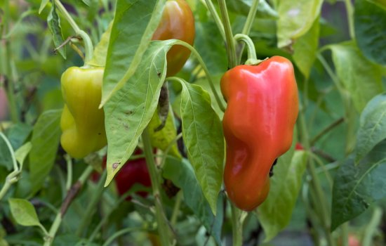 A red pepper grows amongst bright green leaves.