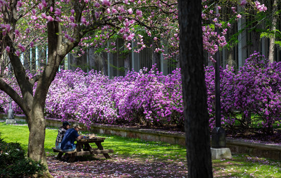 A pair of UAlbany students sit in the shade of flowering trees.