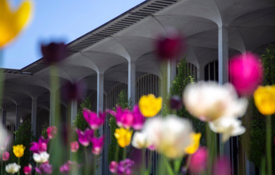 Flowers growing in front of a building on the Academic Podium