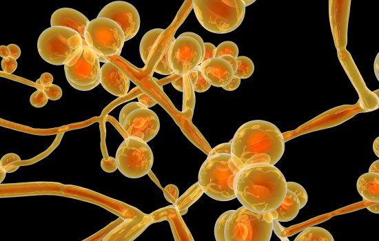 Image of a microbe underneath a microscope.