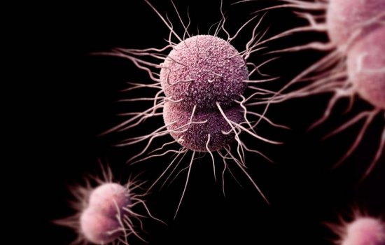Image of gonorrhea cells