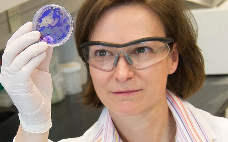 A woman scientist in lab coat looks closely at a purple culture sample encased in a round plastic disc