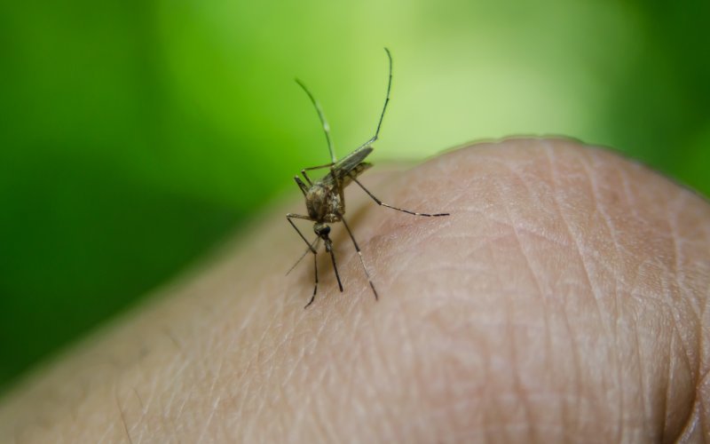 Image of a mosquito on a human hand.